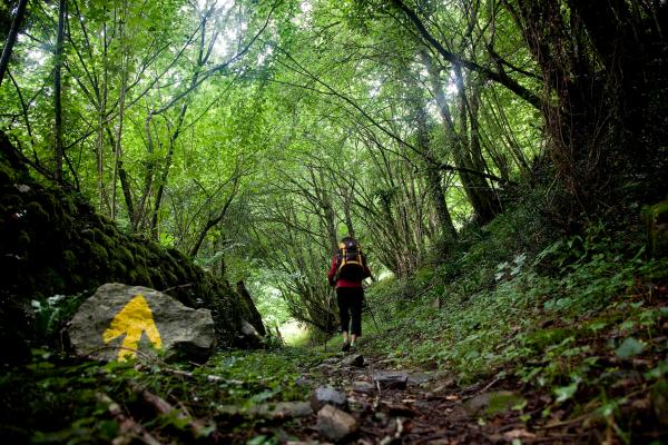 Peregrina andando por un bosque y una flecha amarilla en una piedra